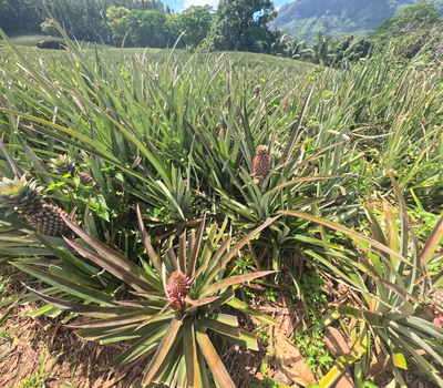 picture of Moorea 4x4 Tour
 FPoly2025