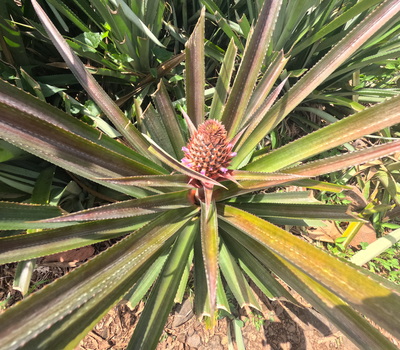 picture of Moorea 4x4 Tour
 FPoly2025