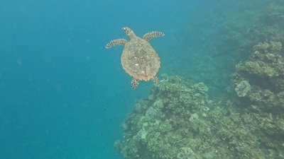 picture of Moorea Cooks Bay
 FPoly2025