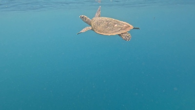 picture of Moorea Cooks Bay
 FPoly2025