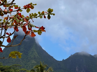 picture of Moorea Cooks Bay
 FPoly2025