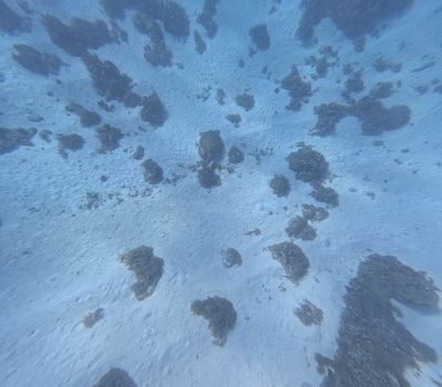 picture of Moorea Snorkling
 FPoly2025