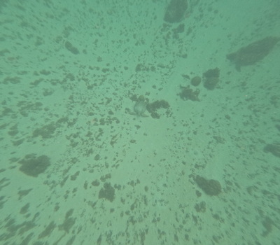 picture of Moorea Snorkling
 FPoly2025