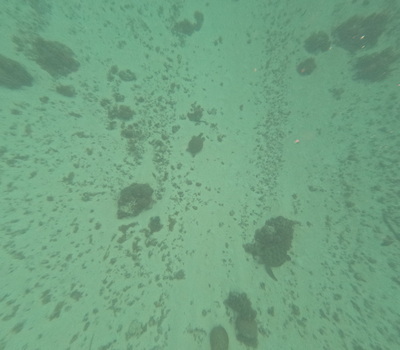 picture of Moorea Snorkling
 FPoly2025