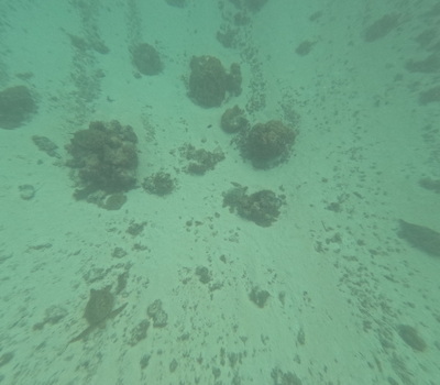 picture of Moorea Snorkling
 FPoly2025