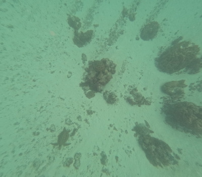 picture of Moorea Snorkling
 FPoly2025