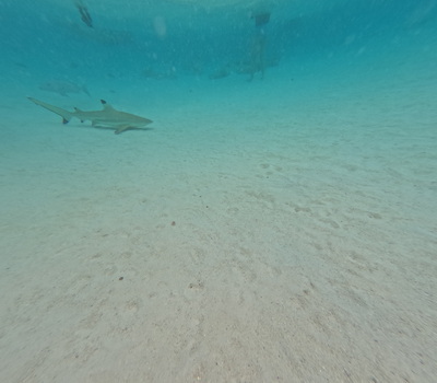 picture of Moorea Snorkling
 FPoly2025