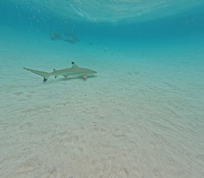 picture of Moorea Snorkling
 FPoly2025
