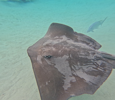 picture of Moorea Snorkling
 FPoly2025