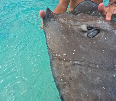 picture of Moorea Snorkling
 FPoly2025