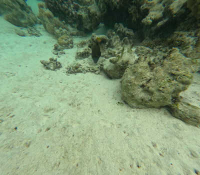 picture of Moorea Snorkling
 FPoly2025