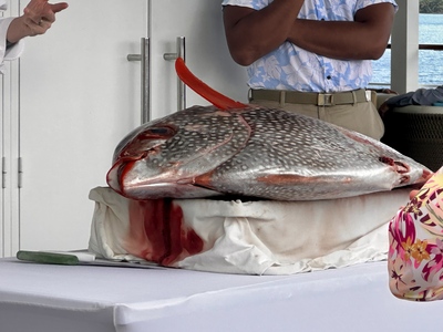 picture of The Paul Gauguin
 FPoly2025