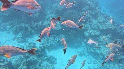 picture of Rangiroa
 FPoly2025