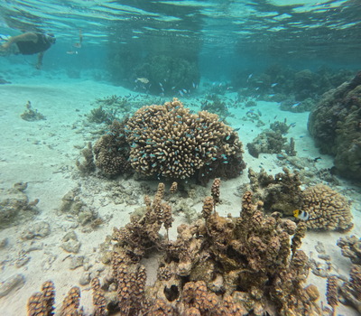 picture of Tahaa
 FPoly2025