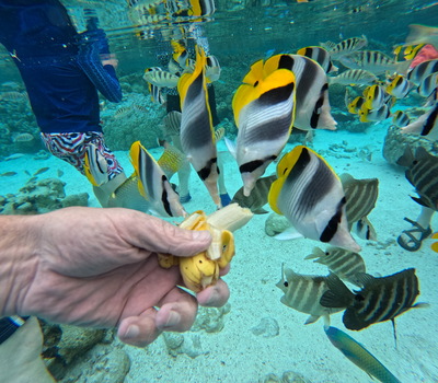 picture of Tahaa
 FPoly2025