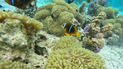 picture of Tahaa
 FPoly2025