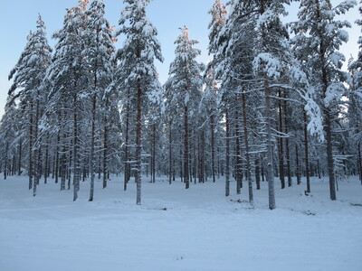 picture of Lapland December 2014
 Finland
