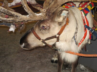 picture of Lapland December 2014
 Finland