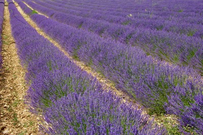 picture of France 2001
 France