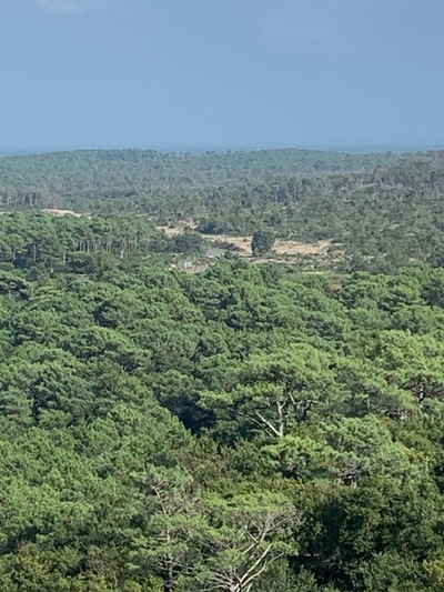 picture of La Dune du Pilat
 France