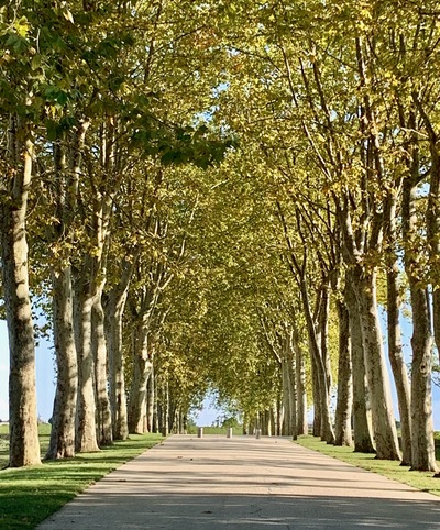 picture of Medoc
 France