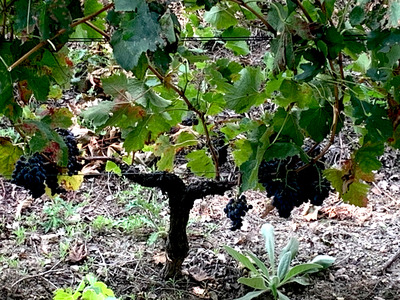 picture of Chateau Pressac St Emilion
 France