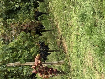 picture of Chateau Pressac St Emilion
 France