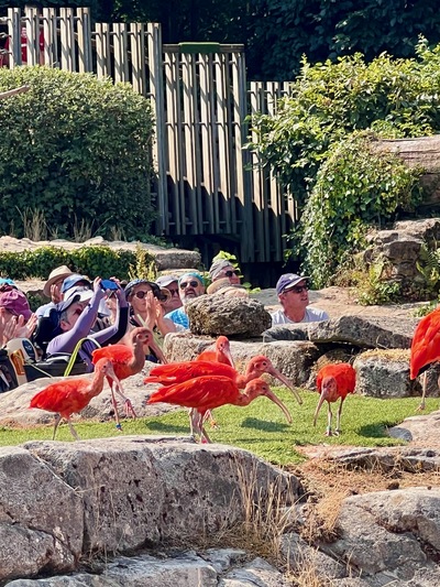 picture of Puy du Fou 2026
 France