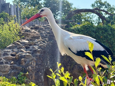 picture of Puy du Fou 2026
 France