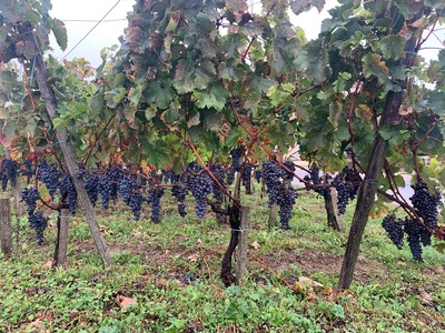 picture of St Emilion
 France