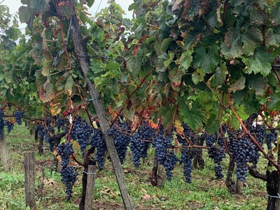 picture of St Emilion
 France