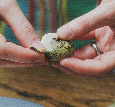 picture of Scotch Quail Eggs
 HowTos