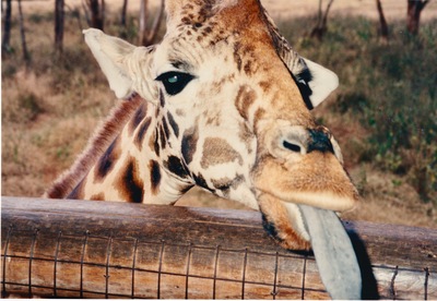 picture of Afew Giraffe Sanctuary
 Kenya