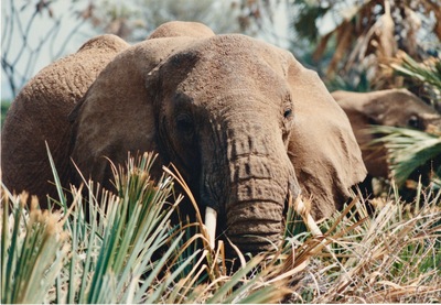 picture of Buffalo Springs
 Kenya