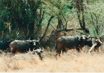 picture of Buffalo Springs
 Kenya