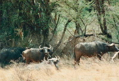 picture of Buffalo Springs
 Kenya