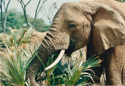 picture of Buffalo Springs
 Kenya