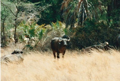 picture of Buffalo Springs
 Kenya
