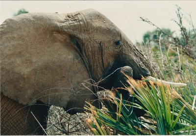 picture of Buffalo Springs
 Kenya