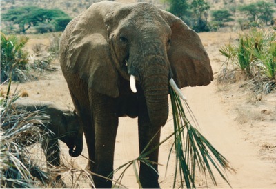 picture of Buffalo Springs
 Kenya