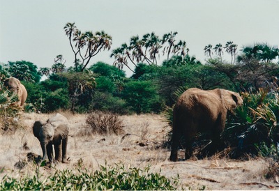picture of Buffalo Springs
 Kenya
