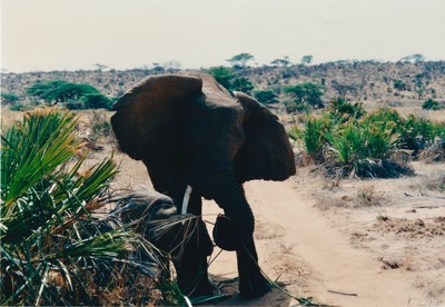 picture of Buffalo Springs
 Kenya