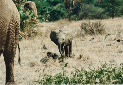 picture of Buffalo Springs
 Kenya