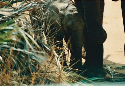 picture of Buffalo Springs
 Kenya