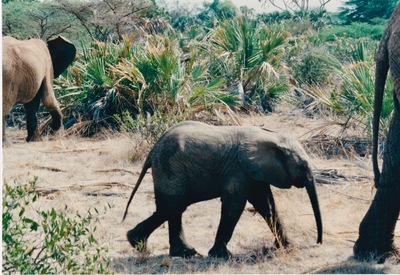 picture of Buffalo Springs
 Kenya