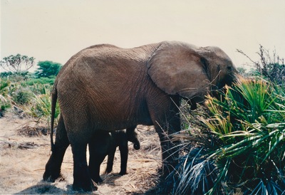 picture of Buffalo Springs
 Kenya
