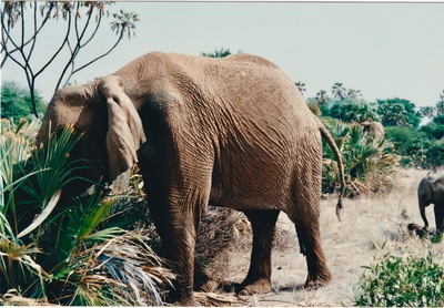 picture of Buffalo Springs
 Kenya