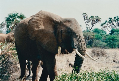 picture of Buffalo Springs
 Kenya