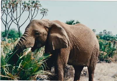 picture of Buffalo Springs
 Kenya