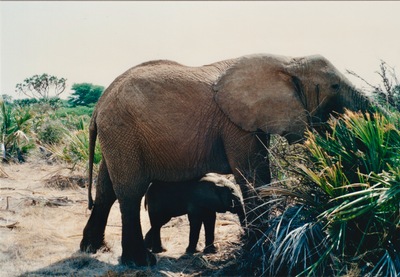 picture of Buffalo Springs
 Kenya